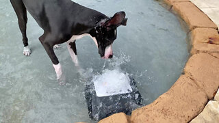 Great Dane Pup Has Fun Playing With Pool Cleaning Robot