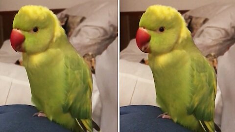 Talking parrot says "choo-choo train" with the cutest voice ever