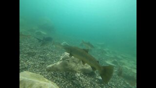 Scuba diving with a huge trout