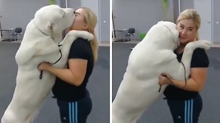 Gigantic dog just want kisses from owner