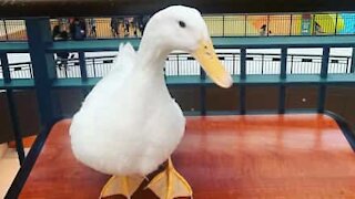 Duck shows off its drumming skills