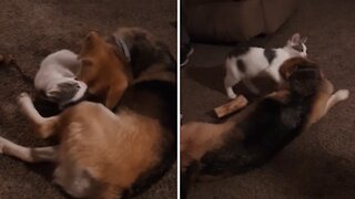 Epic wrestling match takes place between dog & cat