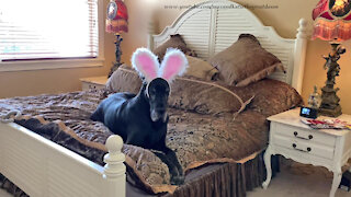 Great Dane does bunny ear head toss for Easter