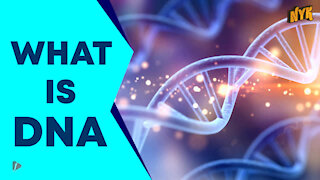What Is DNA ?