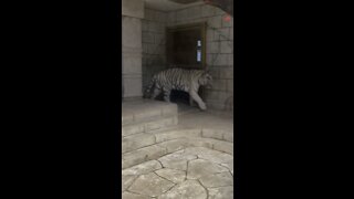 Hungry White tiger