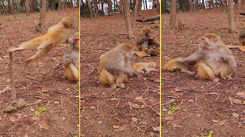 Baby monkeys play with the monkey happily