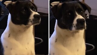 Dog gets confused when both owners speak to her at the same time
