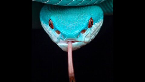 Snake attack - aggressive python