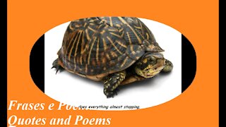 You're too slow, the turtle... [Quotes and Poems]