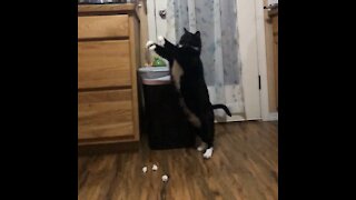 This athletic cat loves to play garbage can basketball