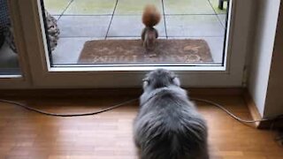 Chat obsédé par écureuil