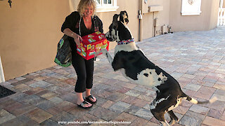 Great Dane has fun delivering groceries to the house