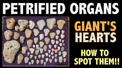 PETRIFIED ORGANS - GIANT'S HEARTS - HOW TO SPOT THEM!!