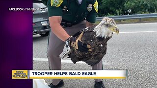 Bald eagle rescued