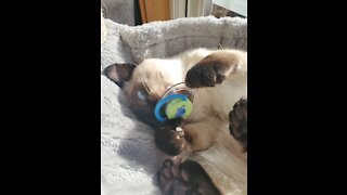 Kitten with a pacifier