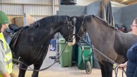Horse best friends finally reunited after years apart