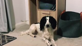 Pup adorably confused after owner moves his bed