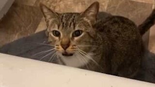 Worried cat tries to "save" owner from drowning in bath
