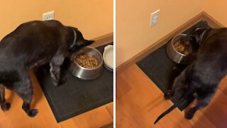 Crazy puppy has super weird eating ritual