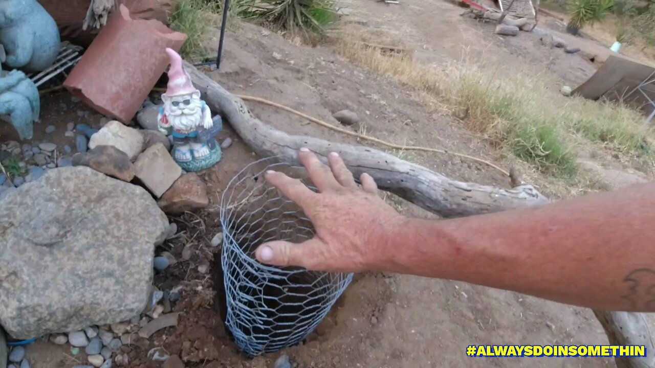 Gopher cages for plants