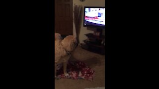 Moose watches TV