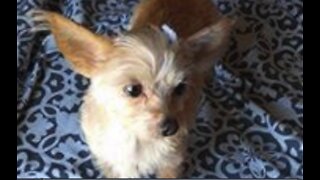 Woman searching for missing dog