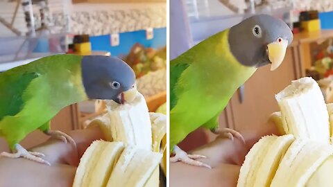 Beautiful parrot loves to munch on banana