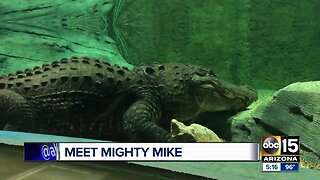 Meet Mighty Mike: The 800-pound American alligator living at Odysea Aquarium