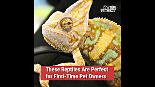 These Reptiles Are Perfect for First-Time Pet Owners