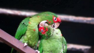 Mitred Parakeets found love after being rescued