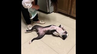 Boston Terrier avoids diaper with hilarious method