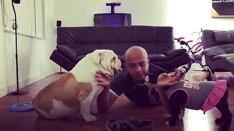 Human gets destroyed breaking up dog fight