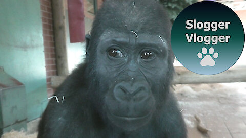 Long Video No2 Of The Twycross Gorilla Family