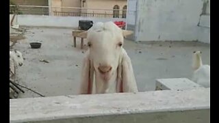 Goat greets neighbor on daily basis