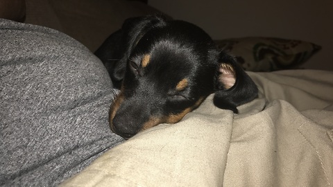 Hiccups prevent Dachshund puppy from falling asleep