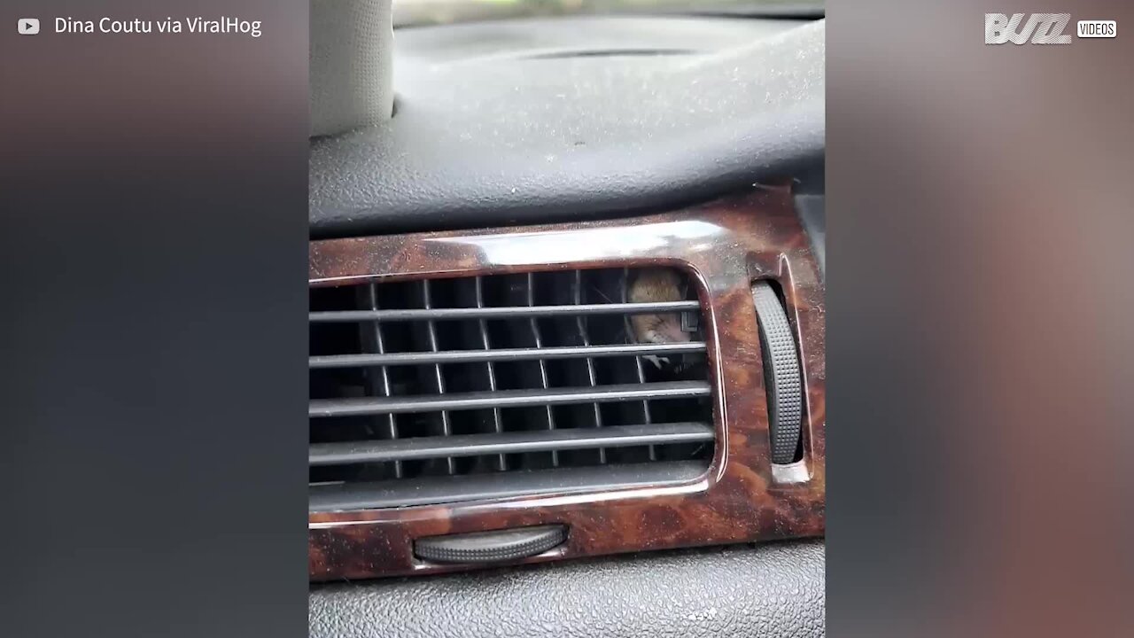 Mouse Gets Stuck Inside Car Ventilation Unit   9yvbb.qR4e Small Mouse Gets Stuck Inside Car 