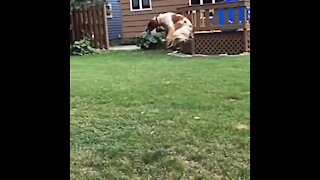 Amazing dog jumps to catch frisbee