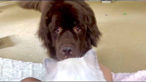 Giant Newfoundland Welcomes New Tiny Kitten Brother