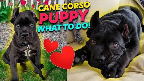 Cane Corso Puppy ♥ What To Do