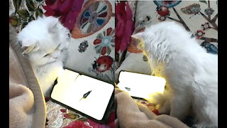 Kitten Got Confused When It's Watch Mouse Video On Mobile