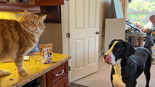 Playful Great Dane & Cat Have Fun Crunching Cat Treats