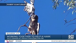 Strangers work together to rescue hawk tangled in fishing line