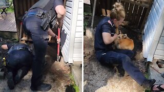 Police rescue dog trapped deep under home's foundation