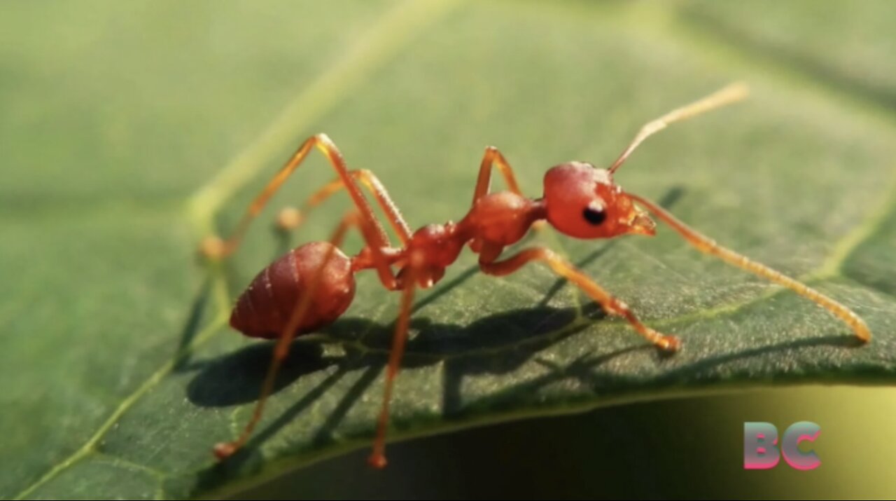 invasion-of-fire-ants-raining-down-on-hawaii-amid-warnings-to-people