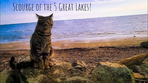Otis Cat As The Pirate of Green Bay & the Niagara Escarpment