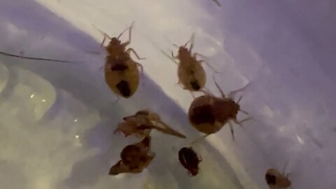 Veggedyr / bedbugs