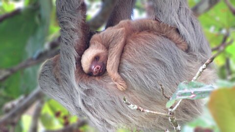 Adorable baby Sloth sleeping peacefully on its mom