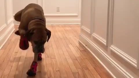 Suzie the dog tries on her new boots