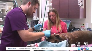 Going 360: Multiple perspectives on nationwide veterinarian shortage