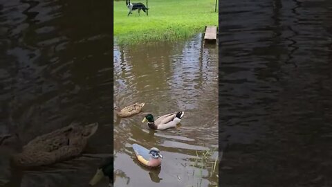 Rouen ducks in the pond. #duck #Rouen #pond #farm